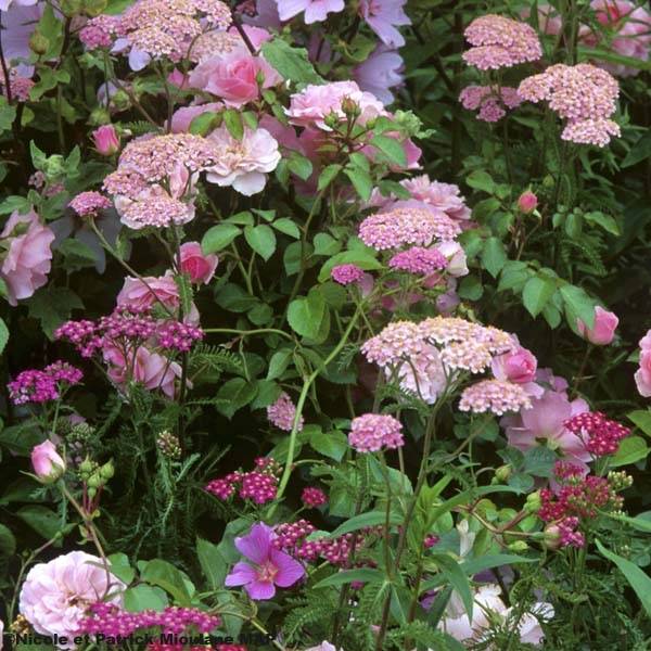 Achillée millefolium Apfelblute (Apple Blossom) Godet de 8/9 cm