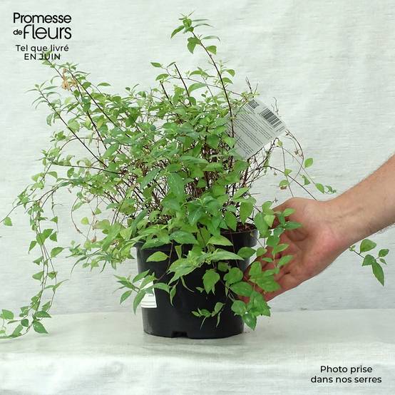 Spirée japonaise Firelight- Spiraea japonica Pot de 3L/4L - Image 2