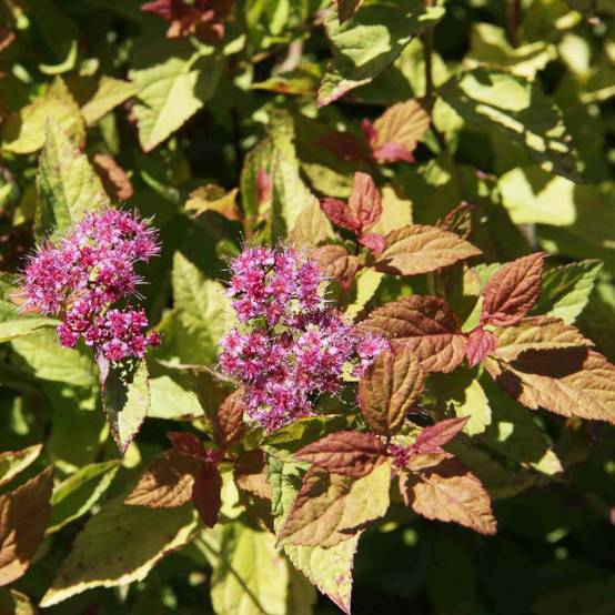 Spirée japonaise Firelight- Spiraea japonica Pot de 3L/4L - Image 1
