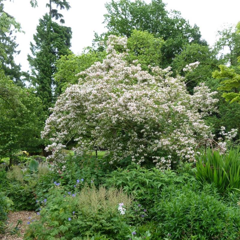 Buisson de beauté Pink Cloud, Kolkwitzia à fleurs Rose - feuillage Caduc - Pot de 4L - 40/60 cm-  hauteur à maturité De 1,00 m à 1,50 m - Image 4
