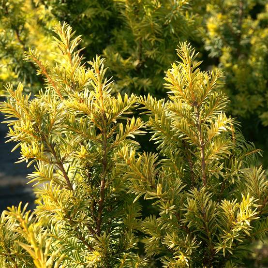If commun - Taxus baccata Kupfergold Pot de 4L/5L - Image 1