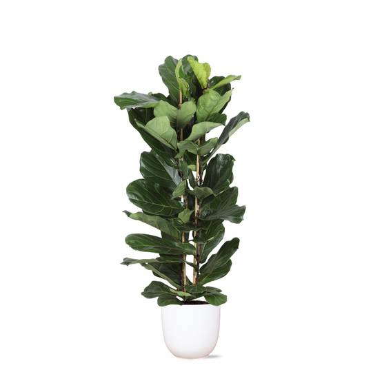 Ficus Lyrata et son pot- La Green Touch Blanc - Hauteur 140cm