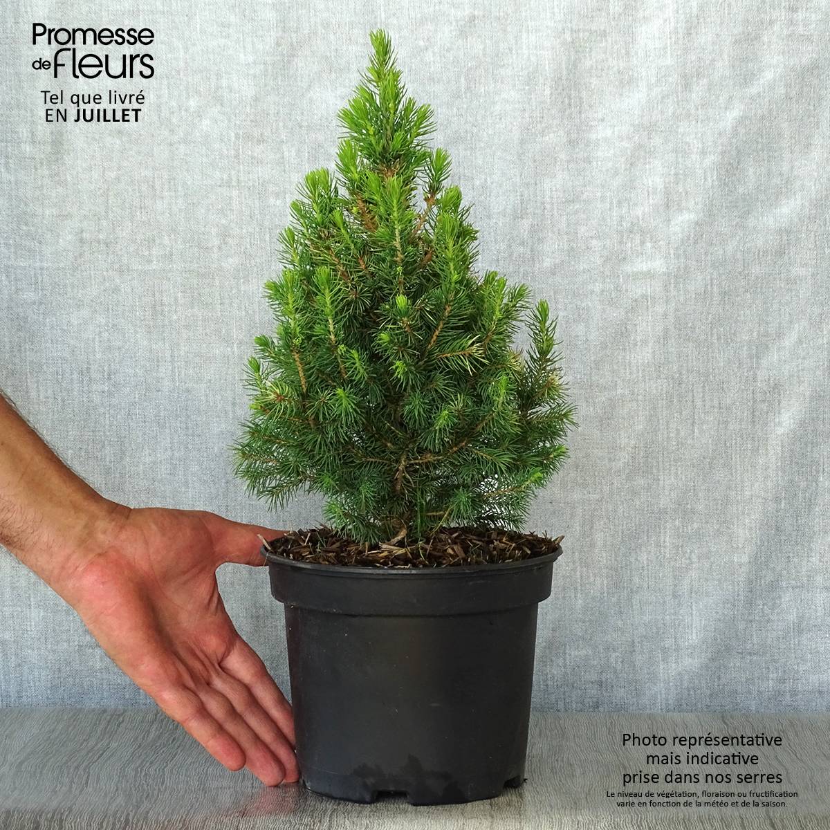 Promesse de Fleurs - Epinette blanche - Picea glauca Daisy's White Pot de 2L/3L - Image 2