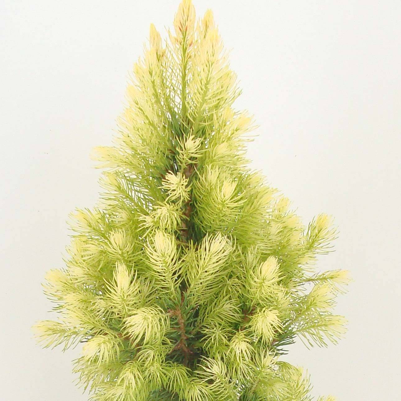 Promesse de Fleurs - Epinette blanche - Picea glauca Daisy's White Pot de 2L/3L - Image 1