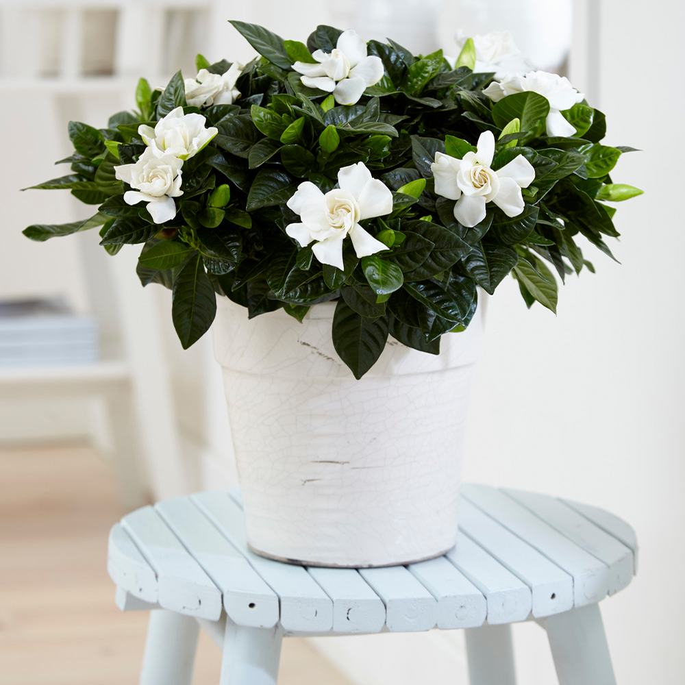 Gardenersdream - Plante D'Intérieur Odorante Cadeau - Gardenia Jasminoides Jasmin Du Cap Arbuste En Pot 12 Cm - GardenersDream