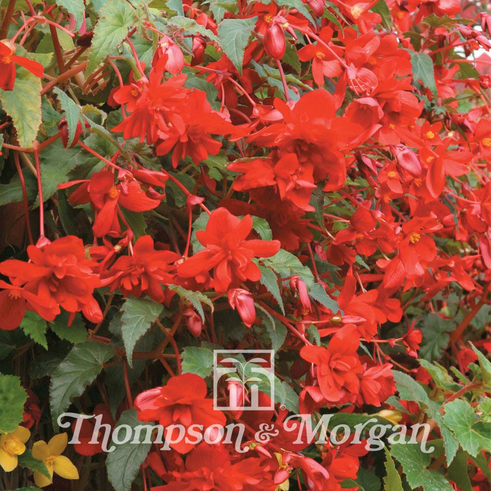 Graines de Bégonia retombant Illumination Scarlet F1 - Begonia x tuberhybrida pendula le sachet de 25 graines environ