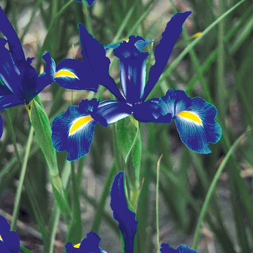 Promesse de Fleurs - Iris de Hollande Telstar - Iris hollandica Bulbe calibre 8+ (par 15)