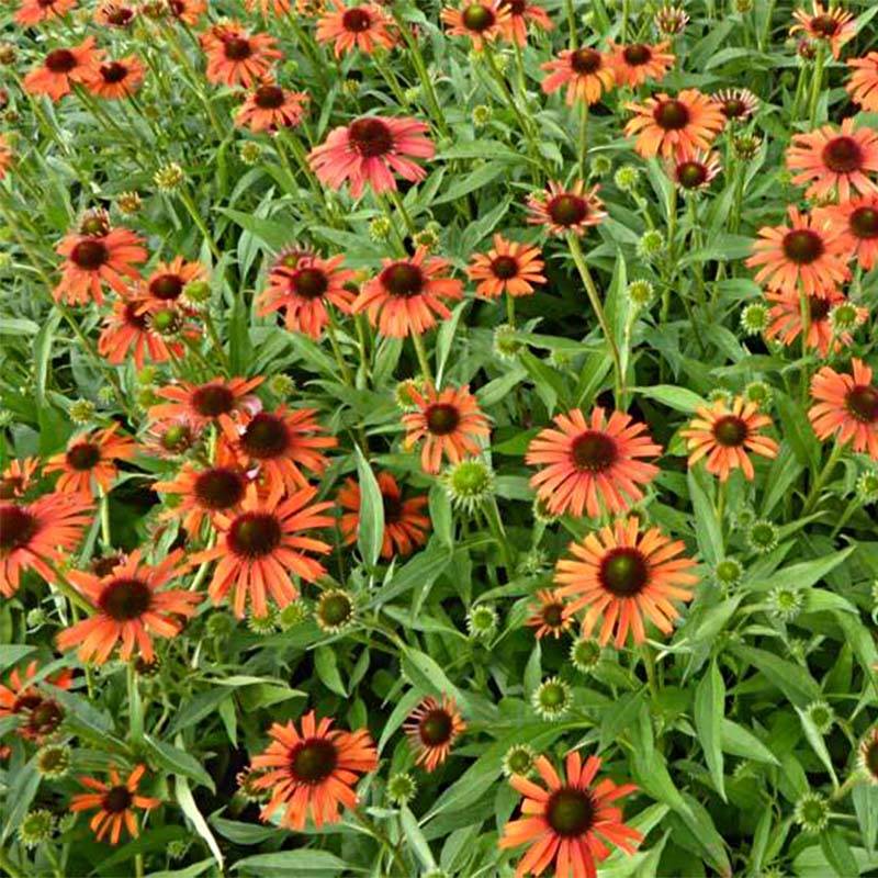 Echinacea Orange Skipper - Echinacée Godet de 8/9 cm