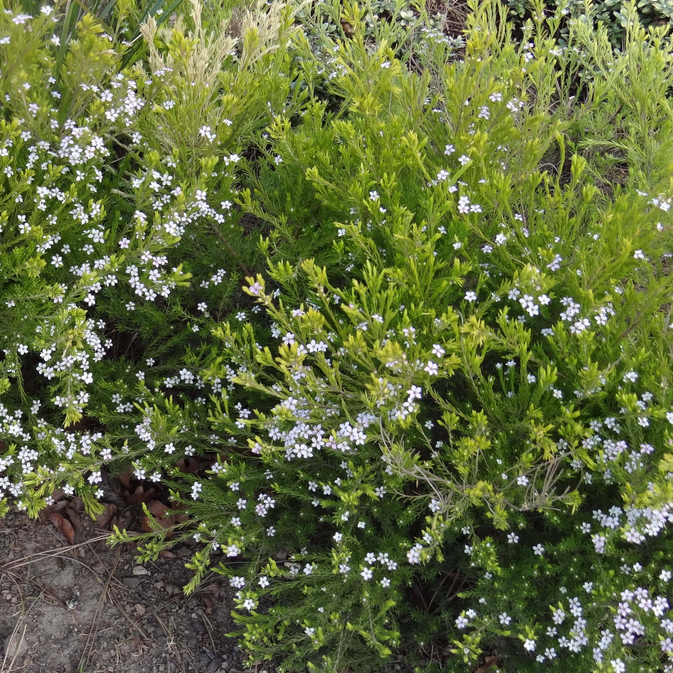 Promesse de Fleurs - Diosma hirsuta Sunset gold - Diosmée hirsute. Pot de 2L/3L
