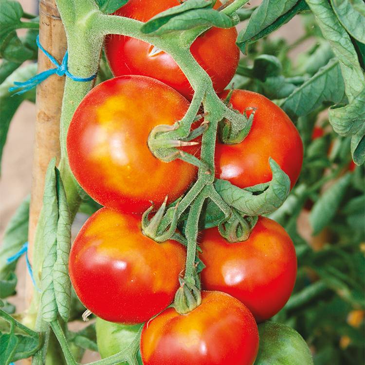 Plant de tomate ronde montfavet f1  pot de 0,5 litre - Image 1