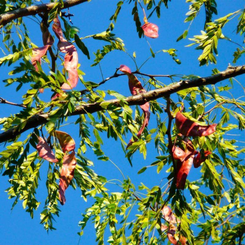 Févier d'amérique (Gleditsia triacanthos) - Godet - Taille 20/40cm - Pépinières Naudet - Imagen 2