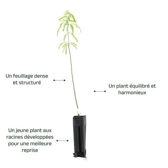 Févier d'amérique (Gleditsia triacanthos) - Godet - Taille 20/40cm - Pépinières Naudet - Imagen 4