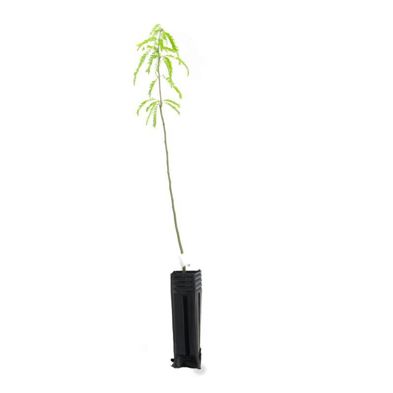 Févier d'amérique (Gleditsia triacanthos) - Godet - Taille 20/40cm - Pépinières Naudet - Imagen 3