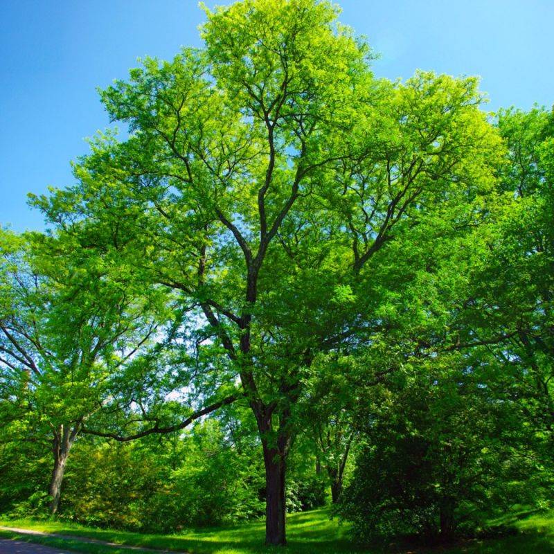 Févier d'amérique (Gleditsia triacanthos) - Godet - Taille 20/40cm - Pépinières Naudet