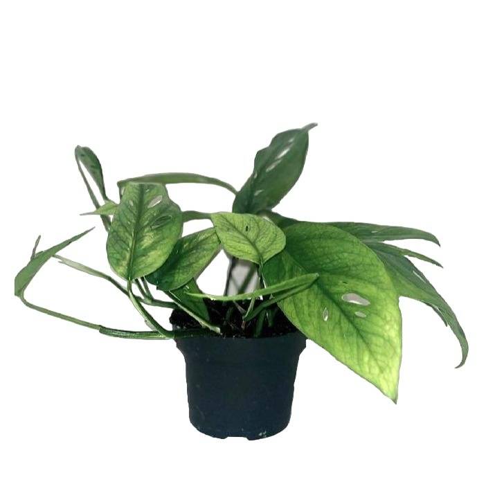 Epipremnum Cebu Blue 20cm - Plante d'intérieur- La Green Touch - Imagen 2
