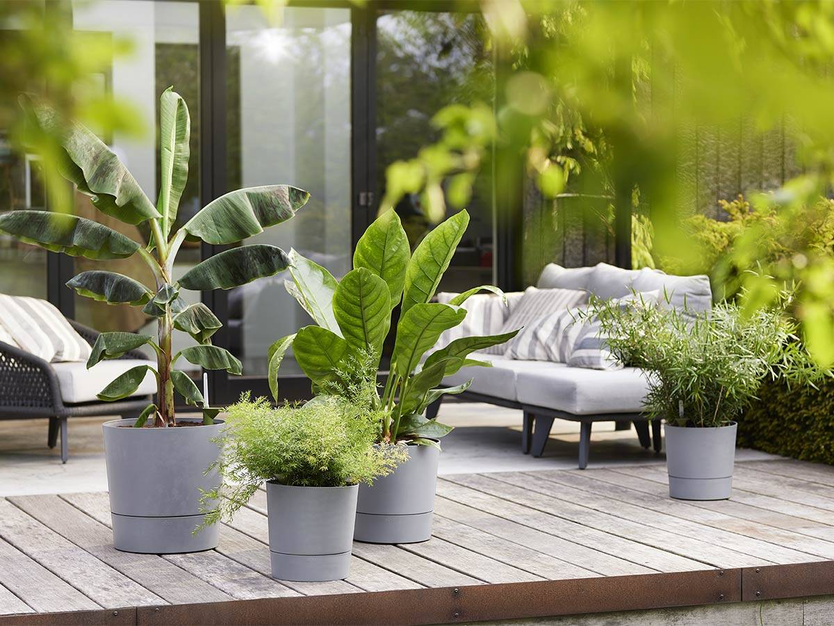 Elho - Elho - Pot De Fleurs - Greensense Aqua Care Rond 43 - Ciment Clair - Intérieur/extérieur - ø 43 X H 42.5 Cm - Imagen 6