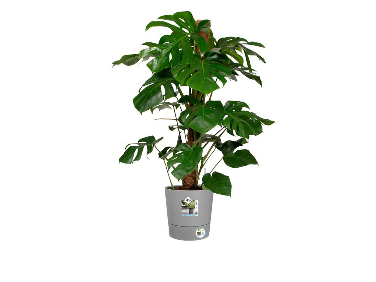 Elho - Elho - Pot De Fleurs - Greensense Aqua Care Rond 43 - Ciment Clair - Intérieur/extérieur - ø 43 X H 42.5 Cm - Imagen 9