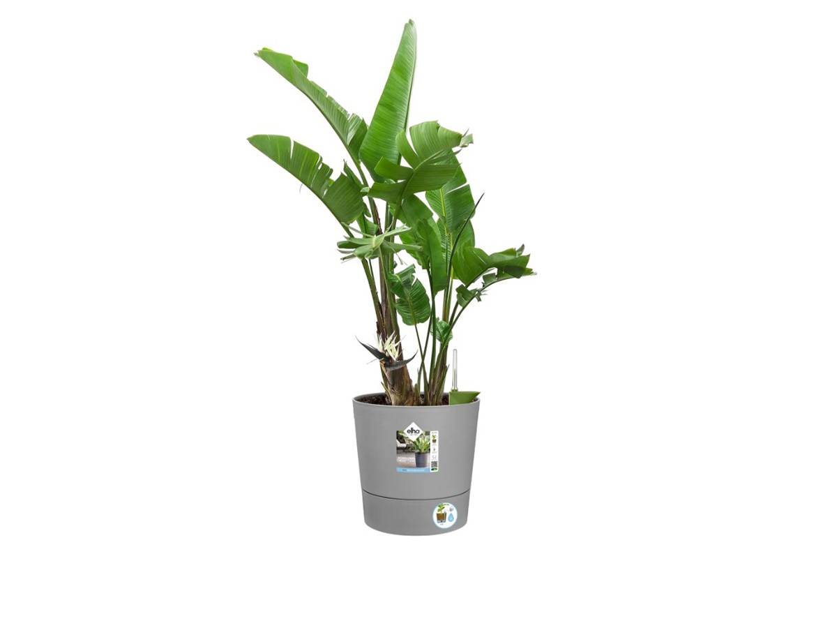 Elho - Elho - Pot De Fleurs - Greensense Aqua Care Rond 43 - Ciment Clair - Intérieur/extérieur - ø 43 X H 42.5 Cm - Imagen 8