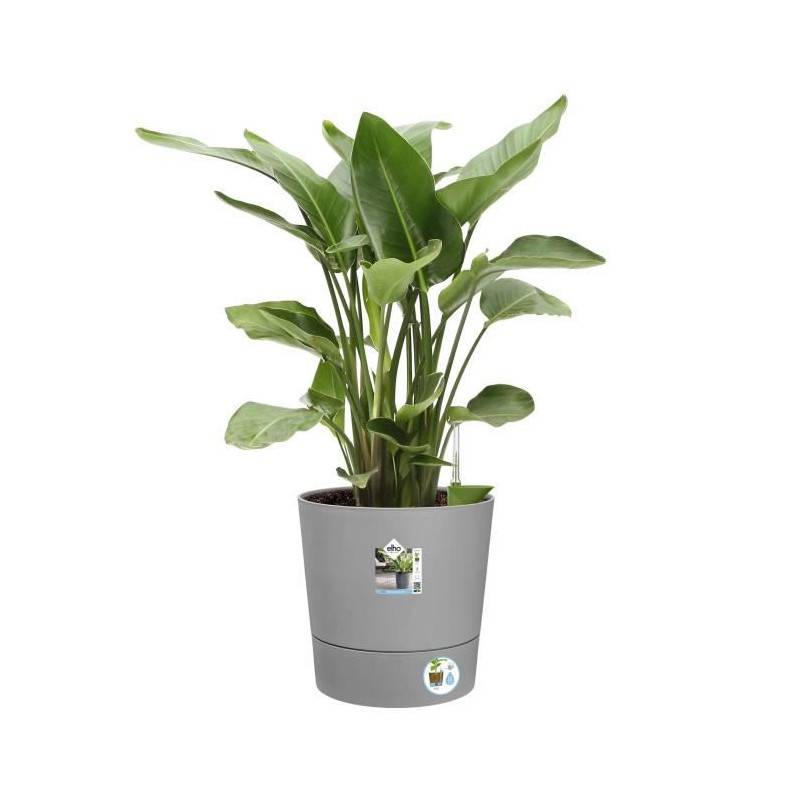 Elho - Elho - Pot De Fleurs - Greensense Aqua Care Rond 43 - Ciment Clair - Intérieur/extérieur - ø 43 X H 42.5 Cm - Imagen 3