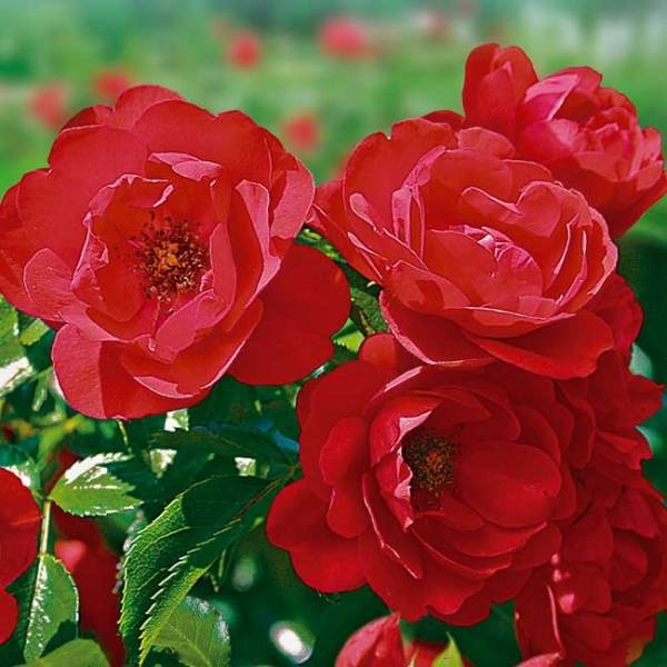 Promesse de Fleurs - Rosier Décorosiers Kadora Racines nues en motte