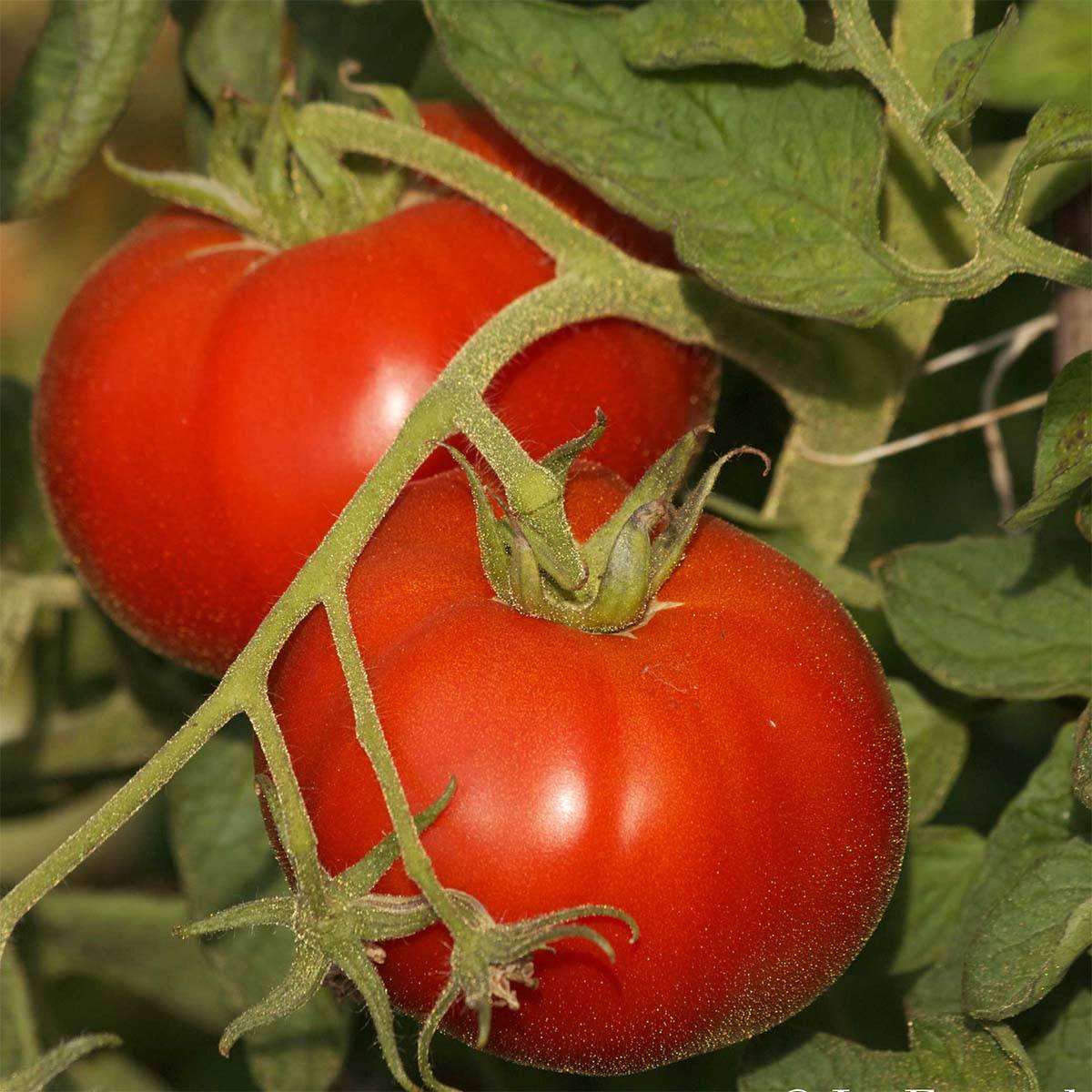Tomate Saint Pierre Bio le sachet de 50 graines environ