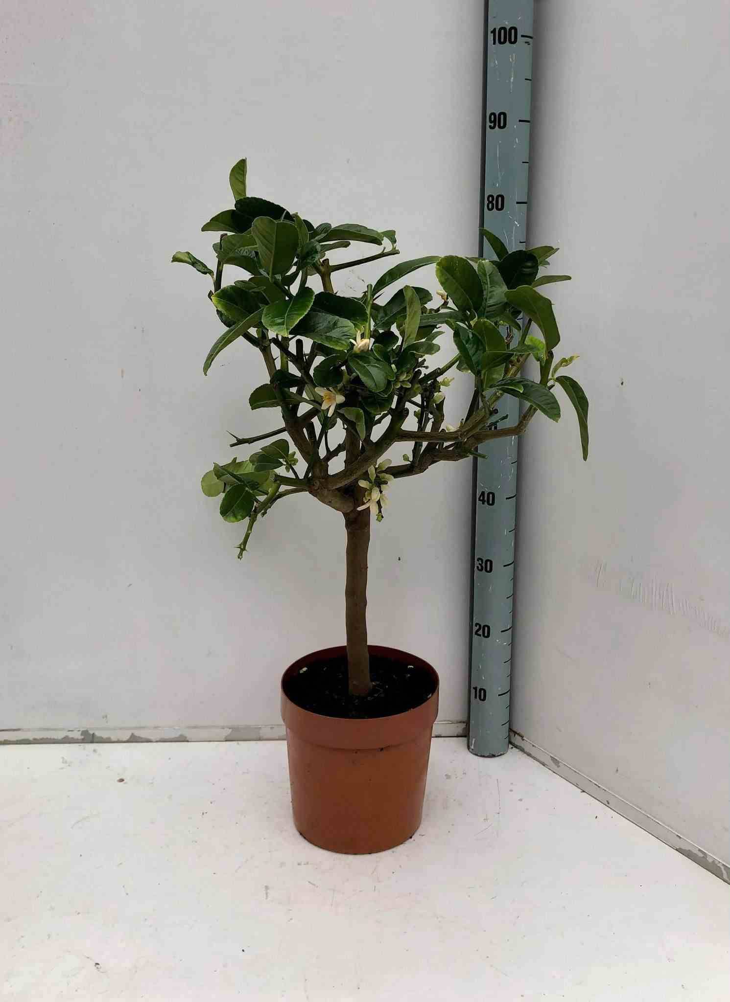 Sans Marque - Citrus medica digitata (main de Bouddha) Couleur floraison:Blanc - Taille:Pot de 10 litres ? 140/160 cm - Imagen 1