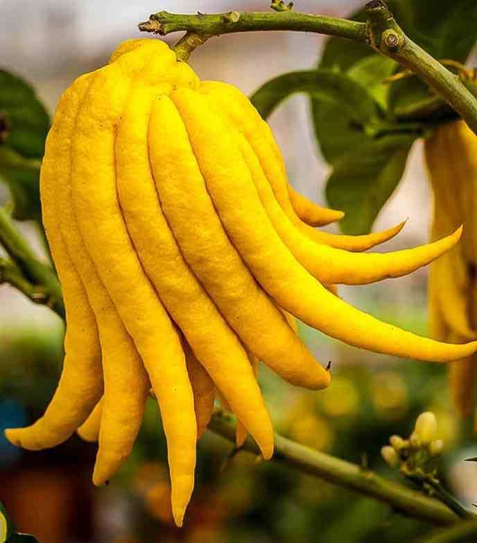 Sans Marque - Citrus medica digitata (main de Bouddha) Couleur floraison:Blanc - Taille:Pot de 10 litres ? 140/160 cm - Imagen 2