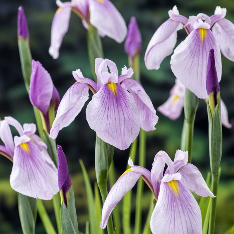 Iris laevigata Rose Queen - Iris d'eau japonais Godet de 8/9 cm
