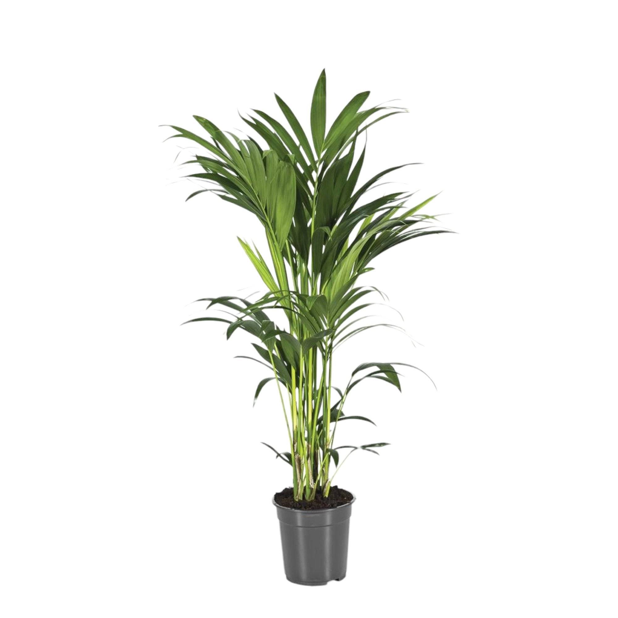 La Green Touch - Howea Forsteriana 100cm - Plante d'intérieur- La Green Touch - Image 2