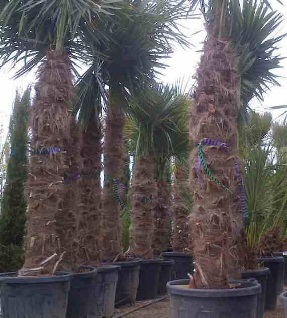 Sans Marque - Trachycarpus fortunei (palmier chanvre, palmier moulin à vent) Couleur floraison:jaune - Taille:80L pied 140/160 - total 200/250cm - Imagen 3
