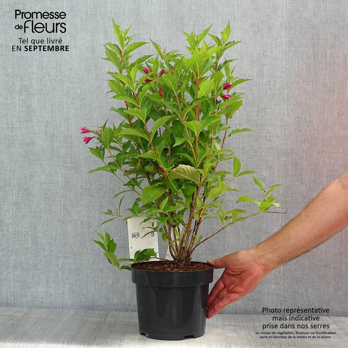 Weigela florida Big Love Pot de 3L/4L - Image 2