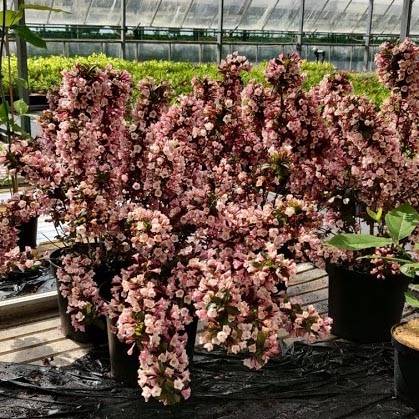 Weigela florida Big Love Pot de 3L/4L - Image 1