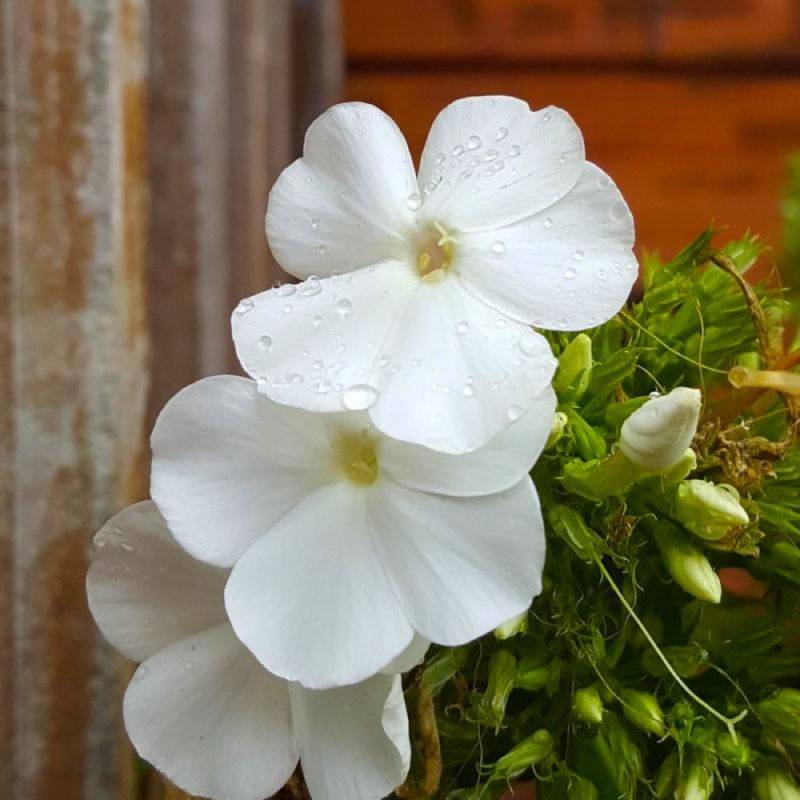 3 Phlox 'White Delight' - Lot de 3 vivaces - Pépinières Naudet