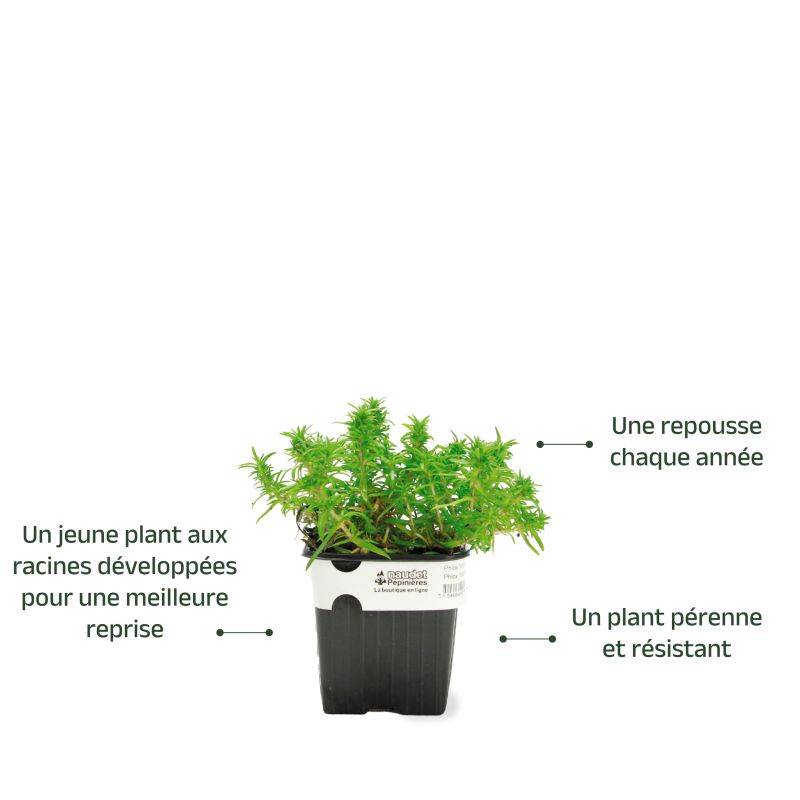 3 Phlox 'White Delight' - Lot de 3 vivaces - Pépinières Naudet - Image 3