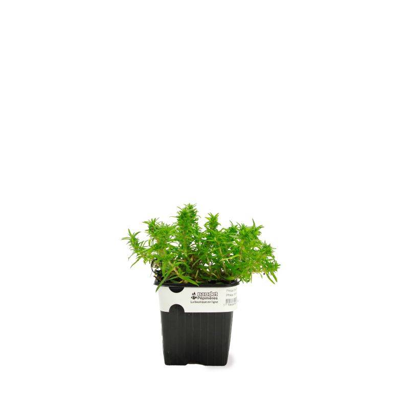 3 Phlox 'White Delight' - Lot de 3 vivaces - Pépinières Naudet - Image 2
