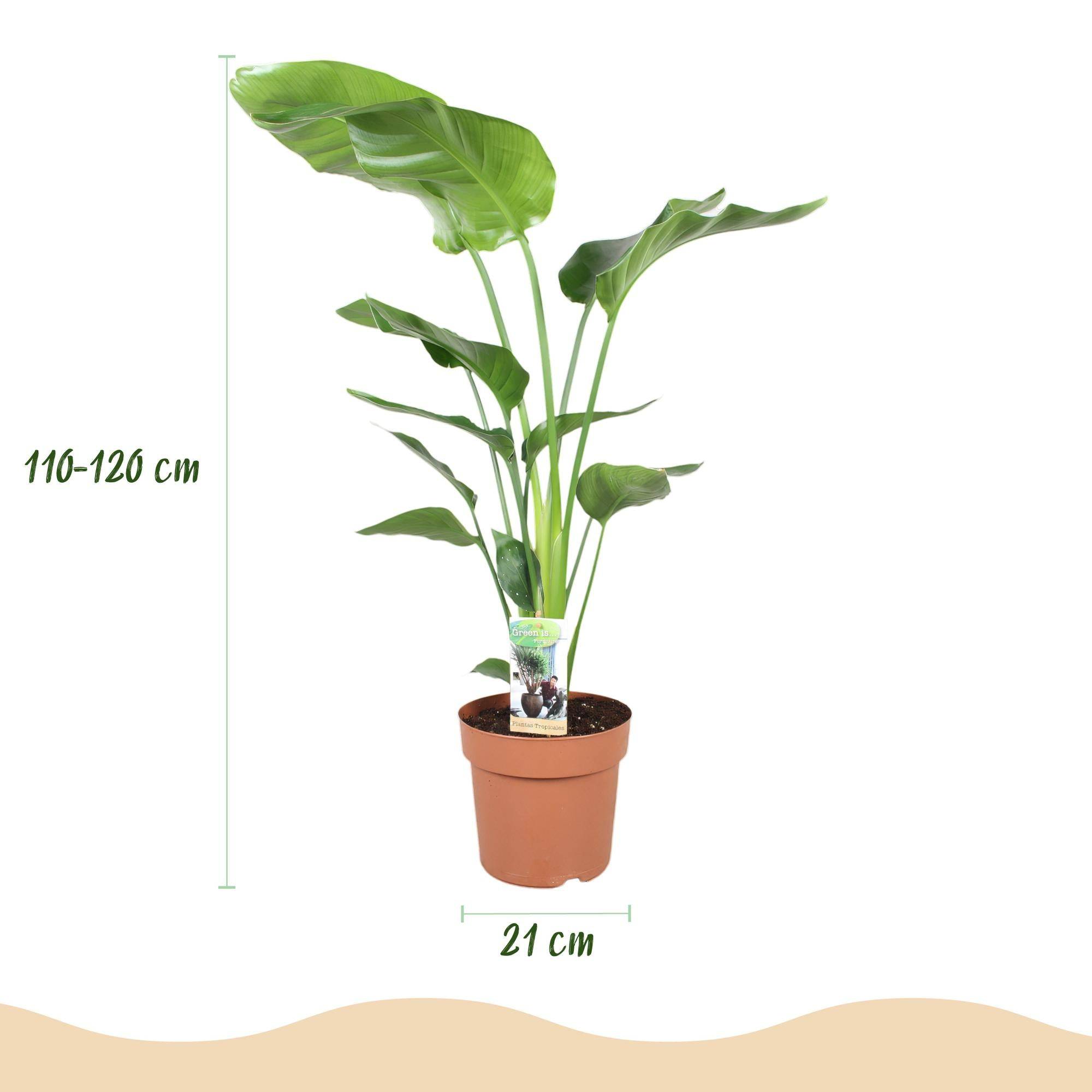 Strelitzia Nicolai - H115cm - Image 3