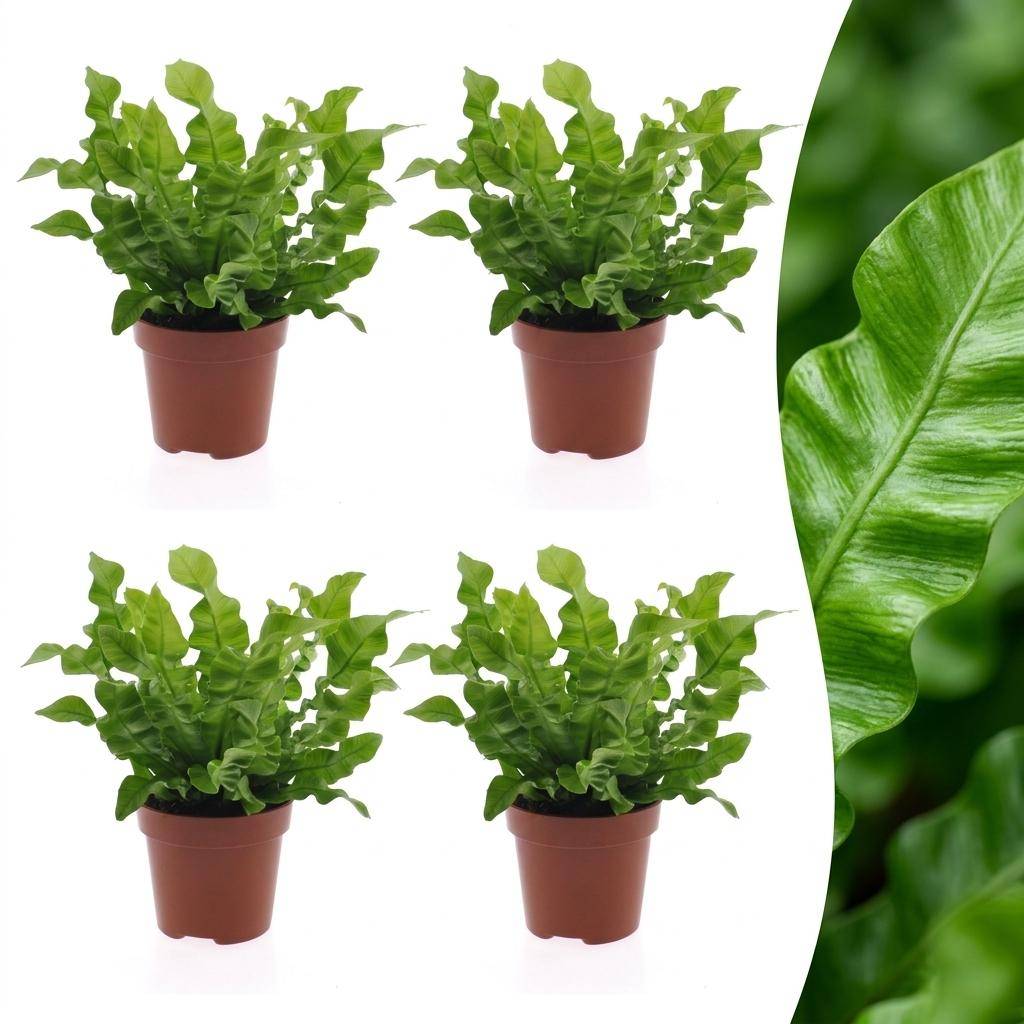Asplenium Crispy Wave - Fougère Crispy Wave - Pot de 12cm - 4 plantes - Sans cache-pot - Plantes d'intérieur - Image 1