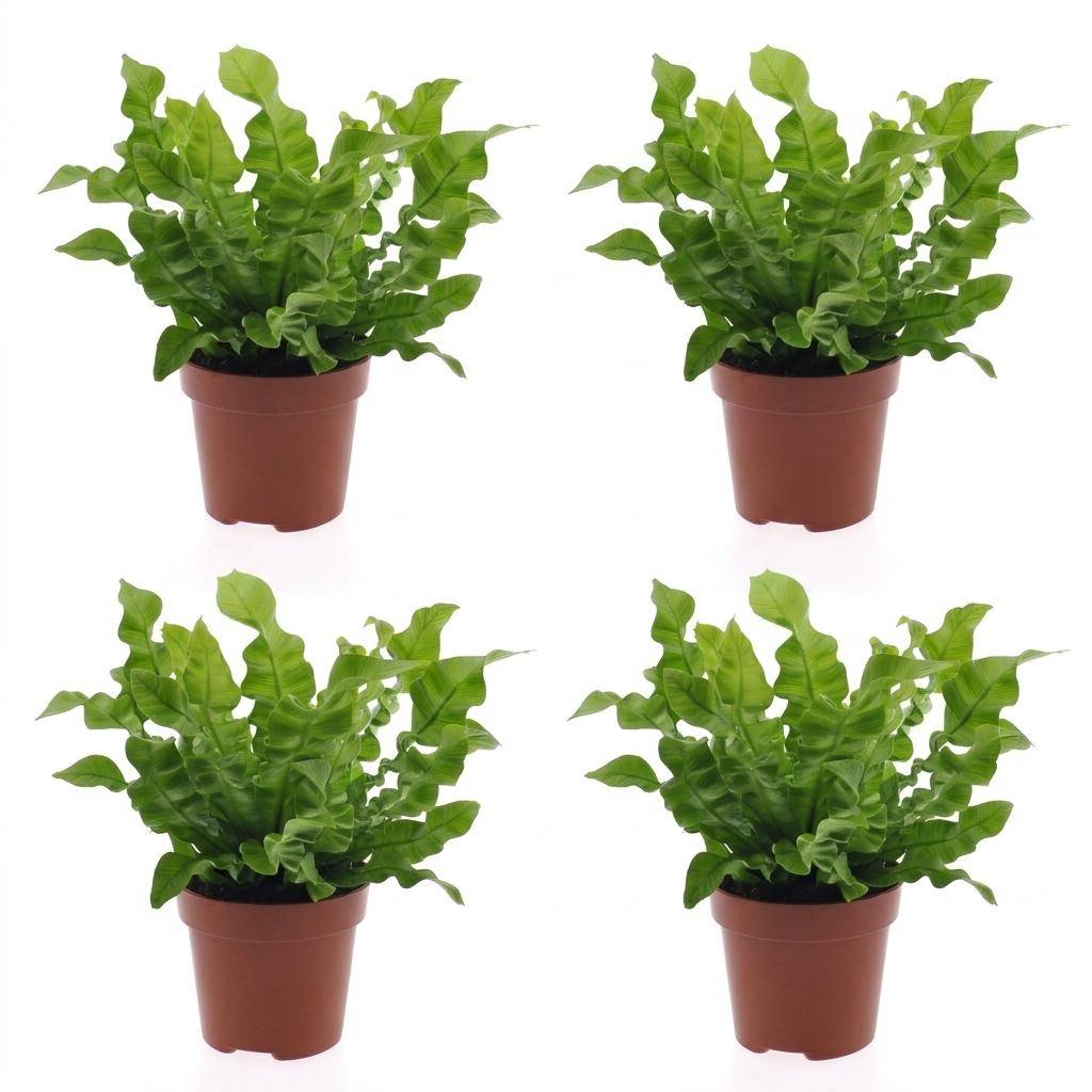 Asplenium Crispy Wave - Fougère Crispy Wave - Pot de 12cm - 4 plantes - Sans cache-pot - Plantes d'intérieur - Image 2