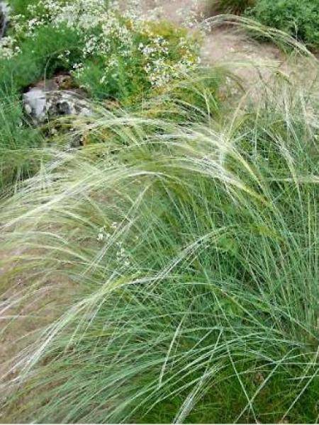 Promesse de Fleurs - Stipa capillata - Stipe capillaire Godet de 8/9 cm