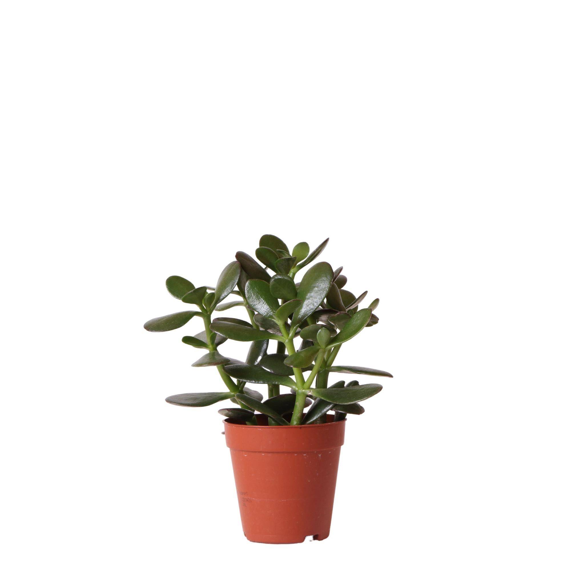 La Green Touch - Crassula Ovata h20cm - plante grasse d'intérieur- La Green Touch - Imagen 1