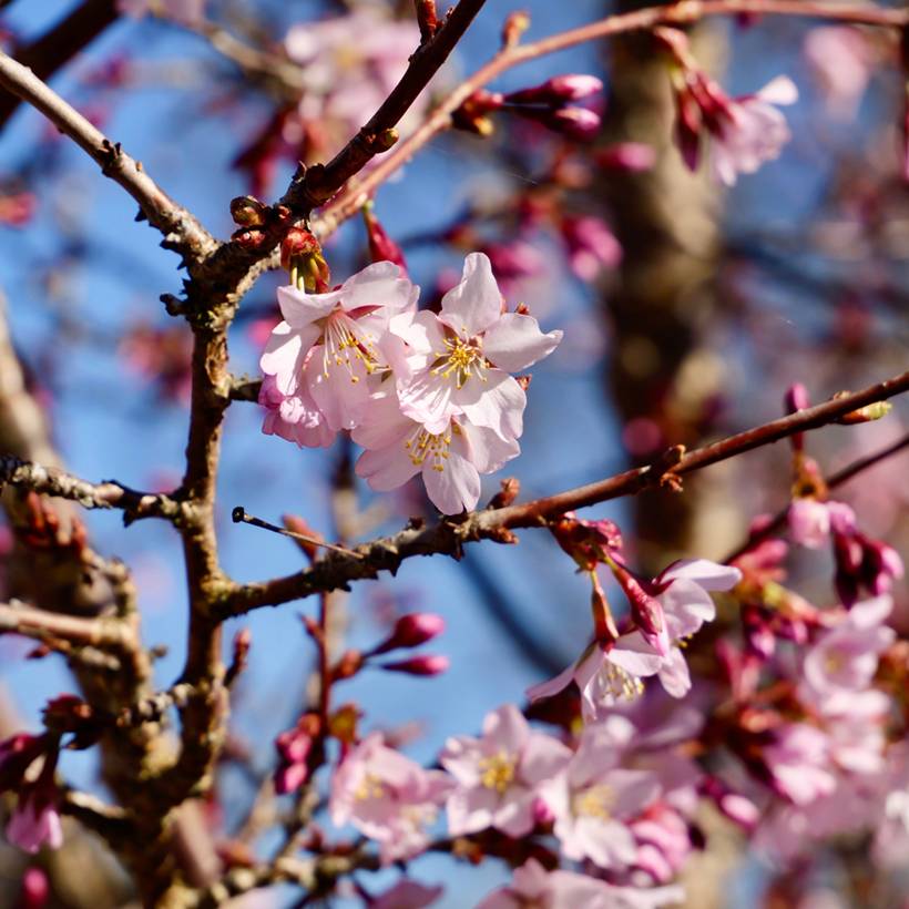 Promesse de Fleurs - Cerisier à fleurs - Prunus kurilensis Ruby Pot de 7,5L/10L