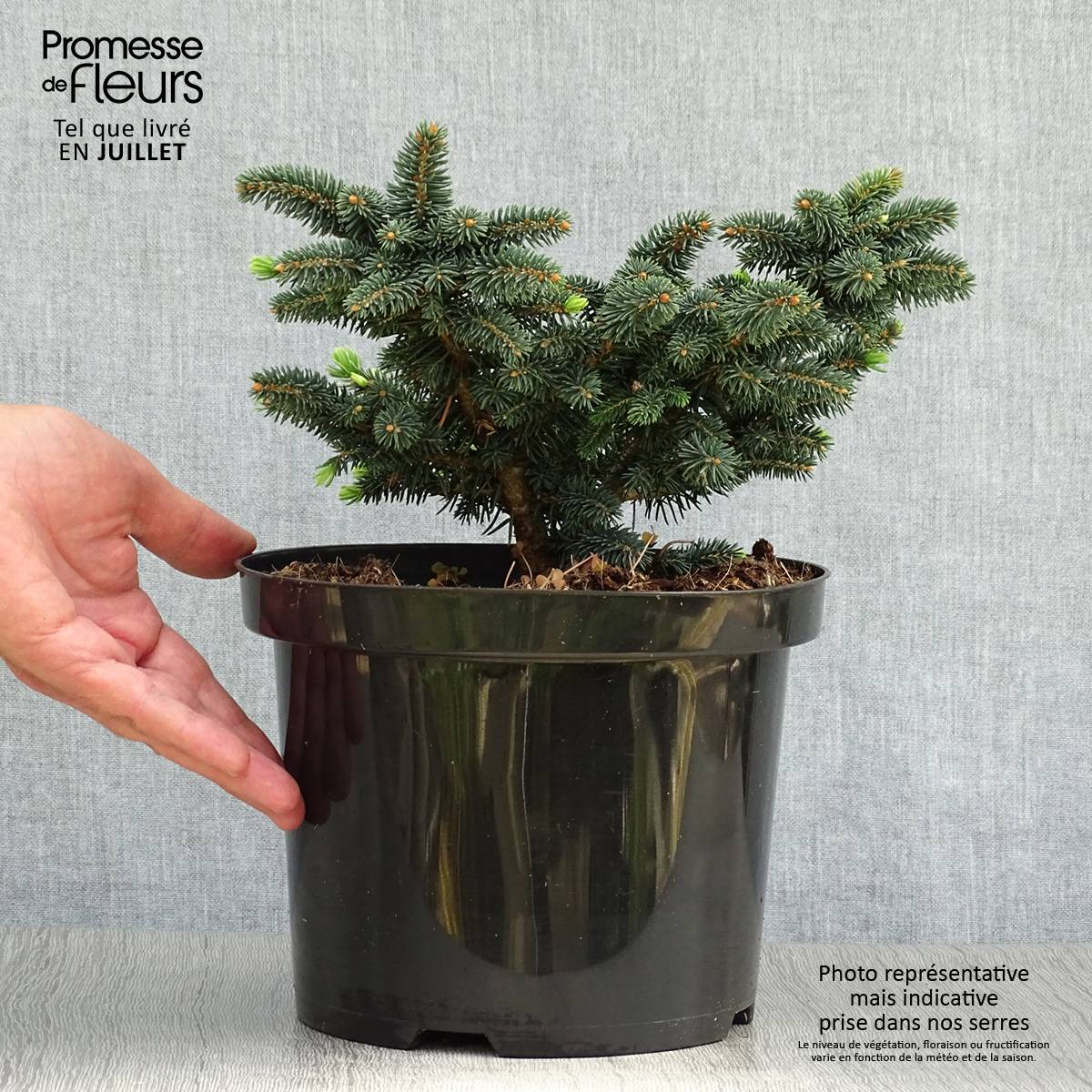 Promesse de Fleurs - Epicea bleu - Picea pungens Sonia                              Pot de 4L/5L - Image 2