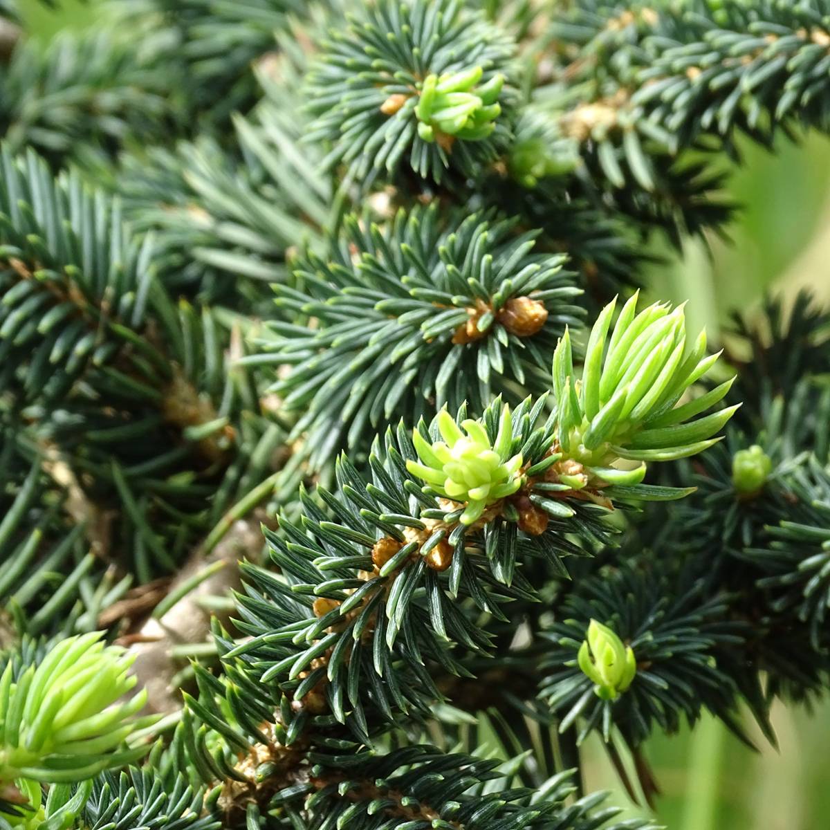 Promesse de Fleurs - Epicea bleu - Picea pungens Sonia                              Pot de 4L/5L - Image 1