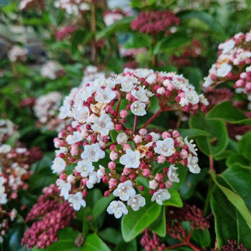 Viorne, Laurier Tin Lisarose®, Viburnum à fleurs Rose/Blanche - feuillage Persistant - Pot de 3L - 20/40 cm
