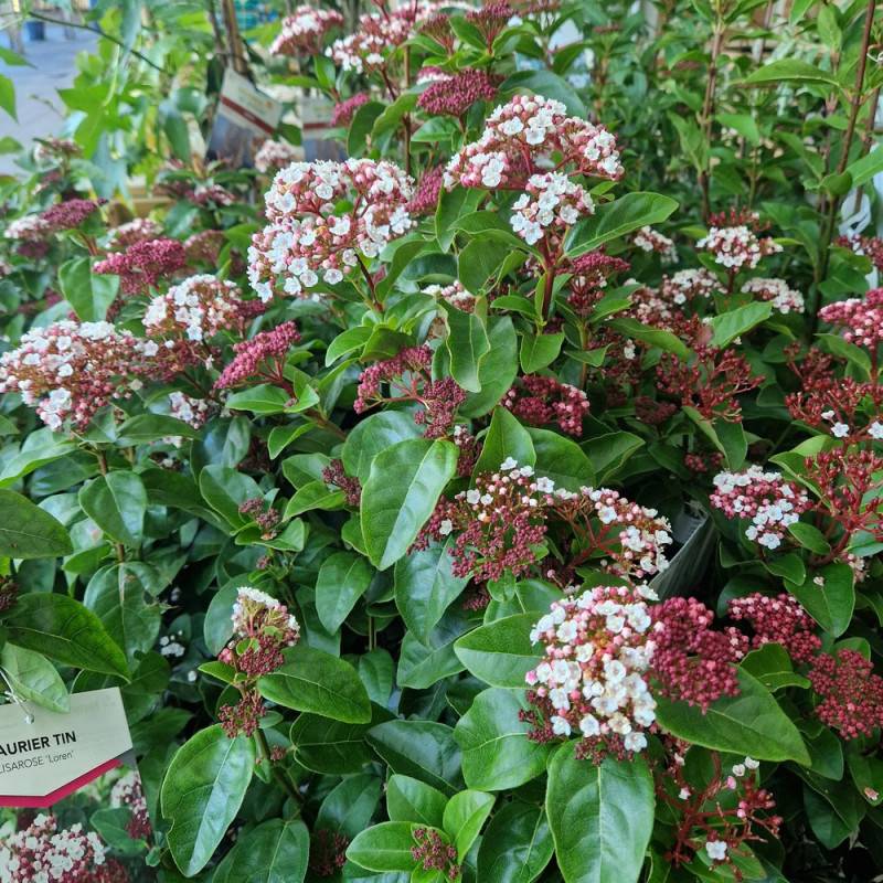 Viorne, Laurier Tin Rock 'n Rolla®, Viburnum à fleurs Blanche - feuillage Persistant - Pot de 3L - 20/40 cm-  hauteur à maturité De 1,50 m à 2,00 m - Imagen 6