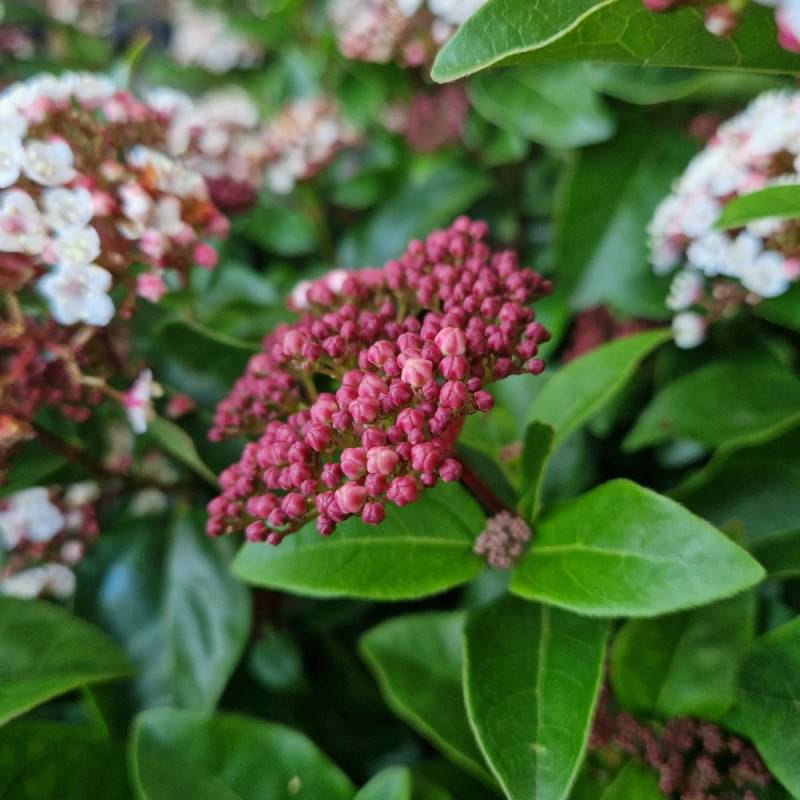 Viorne, Laurier Tin Rock 'n Rolla®, Viburnum à fleurs Blanche - feuillage Persistant - Pot de 3L - 20/40 cm-  hauteur à maturité De 1,50 m à 2,00 m - Imagen 7