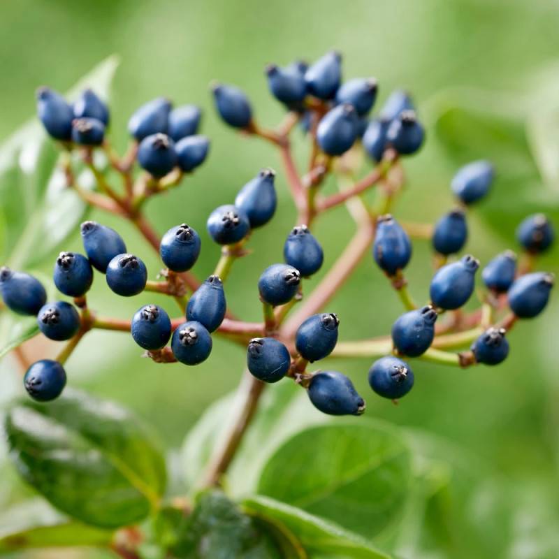 Viorne, Laurier Tin Rock 'n Rolla®, Viburnum à fleurs Blanche - feuillage Persistant - Pot de 3L - 20/40 cm-  hauteur à maturité De 1,50 m à 2,00 m - Imagen 3