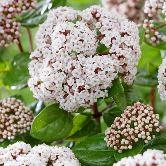 Viorne, Laurier Tin Rock 'n Rolla®, Viburnum à fleurs Blanche - feuillage Persistant - Pot de 3L - 20/40 cm- hauteur à maturité De 1,50 m à 2,00 m - Image 2