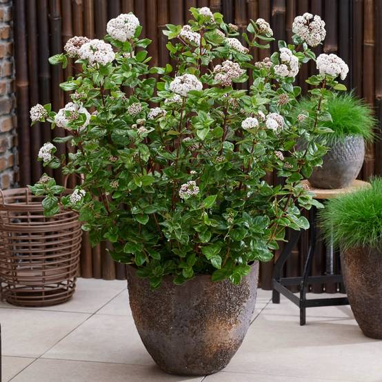 Viorne, Laurier Tin Rock 'n Rolla®, Viburnum à fleurs Blanche - feuillage Persistant - Pot de 3L - 20/40 cm- hauteur à maturité De 1,50 m à 2,00 m - Image 1