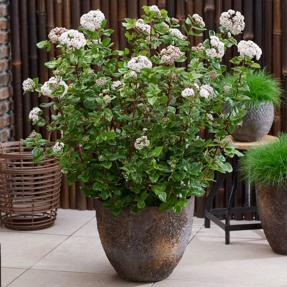 Viorne, Laurier Tin Rock 'n Rolla®, Viburnum à fleurs Blanche - feuillage Persistant - Pot de 3L - 20/40 cm-  hauteur à maturité De 1,50 m à 2,00 m - Imagen 1